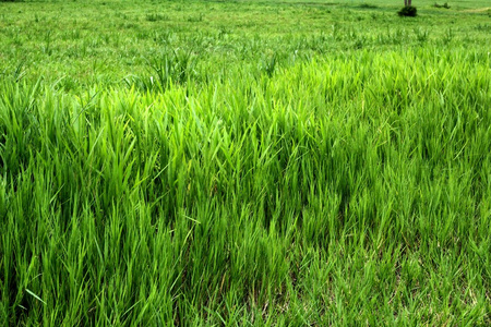 紧靠新鲜绿草纹理背景