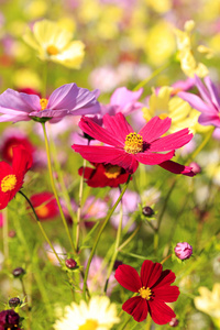 波斯菊花田