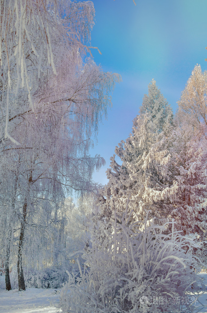 美丽的冬天风景与雪覆盖的树木