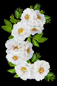 花科的黑色背景上的一朵白玫瑰的做法
