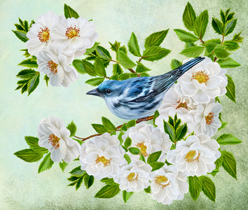 一枝玫瑰花图只蓝色的小鸟坐在一枝花白色玫瑰花照片