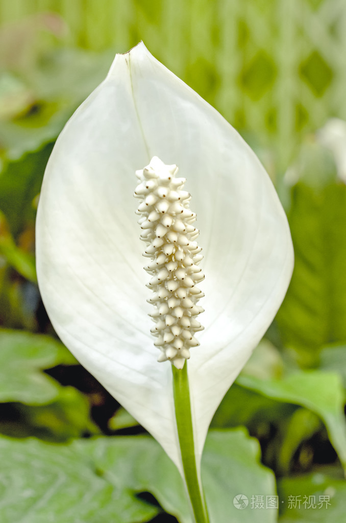 白色红掌花