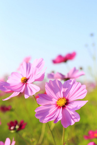 波斯菊花田