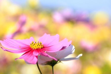 波斯菊花田