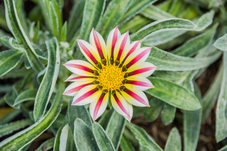 苍白和紫罗兰色虎杂色菊花卉