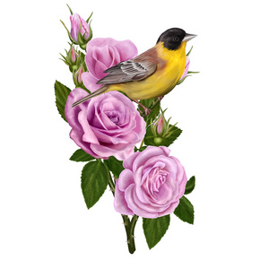 玫瑰花天空粉红色的玫瑰花,矢量图背景上的黄色小鸟照片
