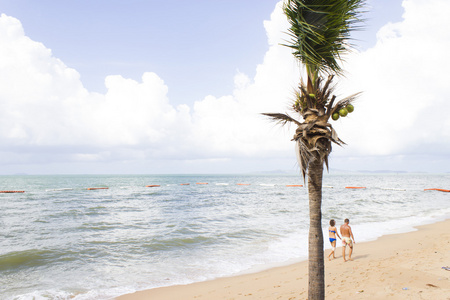 岸上的棕榈树