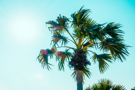 美丽的棕榈树