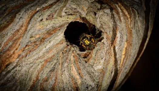 昆虫下颌骨侵略性黄蜂,重点放在下颌骨黄蜂用通条捅马蜂窝的细节入口