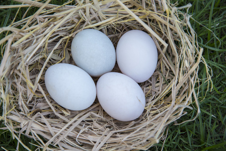 卵的鸟敷设在鸟巢的白色的卵照片