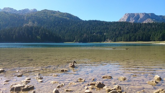 在树林里的高山湖泊图片