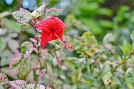 美丽的红芙蓉