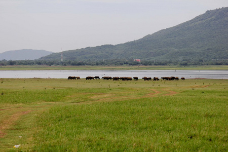 河流, 山脉, 草