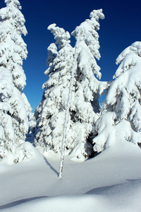 在雪地里山树连衣裙