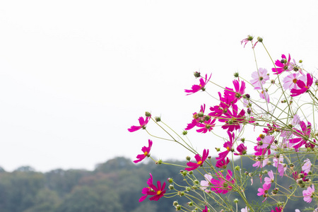 花粉红色花自然背景