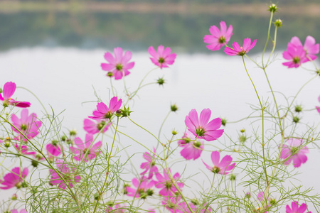 花粉红色花自然背景