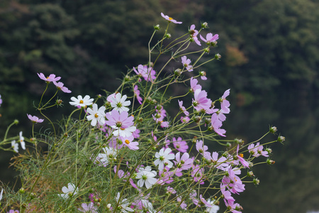 花粉红色花自然背景