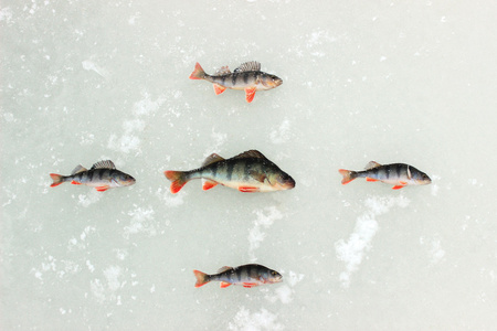 在冰上，新鲜鲈鱼钩住了冬季捕鱼