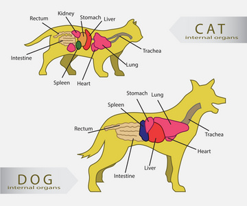 基本的内部器官，猫和狗矢量