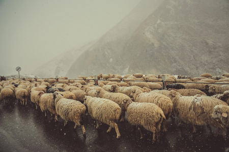 羊在冬季，格鲁吉亚的道路上