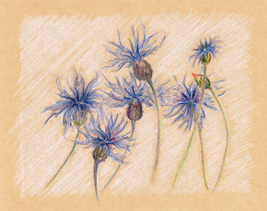 蓝色的矢车菊花卉工艺素描老式复古