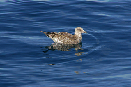 游泳在太平洋的海鸥鸟照片