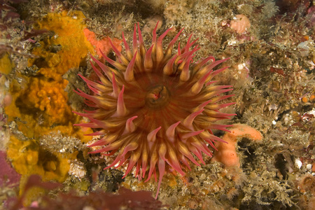 海葵喂养在加利福尼亚水下炸礁