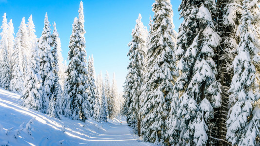 滑雪中雪覆盖在高树木高山