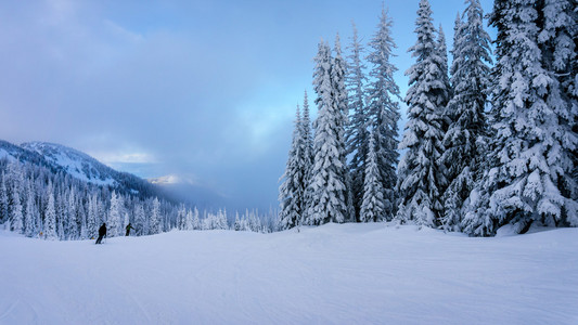 滑雪中雪覆盖在高树木高山图片
