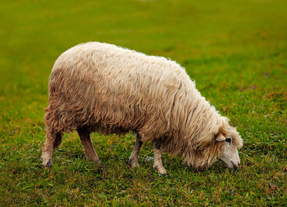 羊在草地上