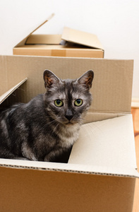 搬家那天猫和纸板箱