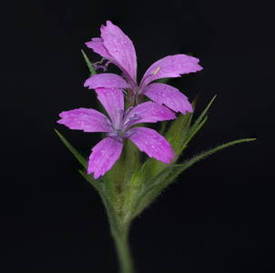 紫色的野花