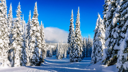 山上的雪的冬季景观覆盖滑雪山上树木