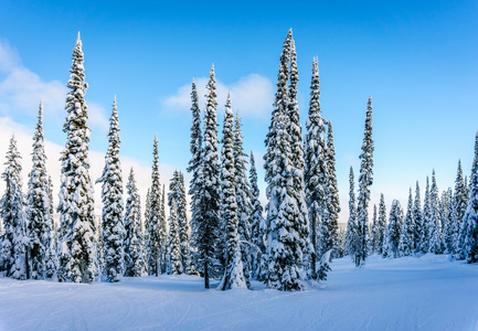 山上的雪的冬季景观覆盖滑雪山上树木