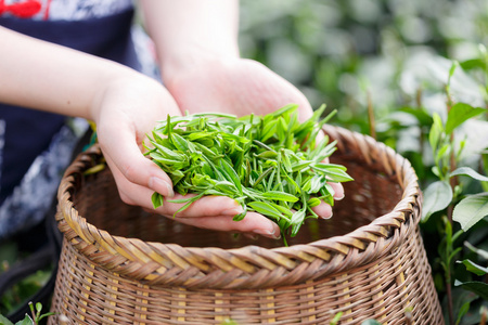 美丽的亚洲女孩摘茶