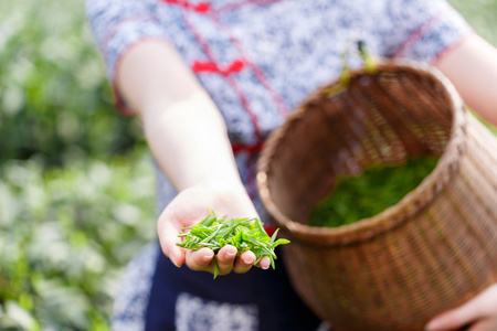 美丽的亚洲女孩摘茶