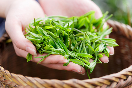 美丽的亚洲女孩摘茶