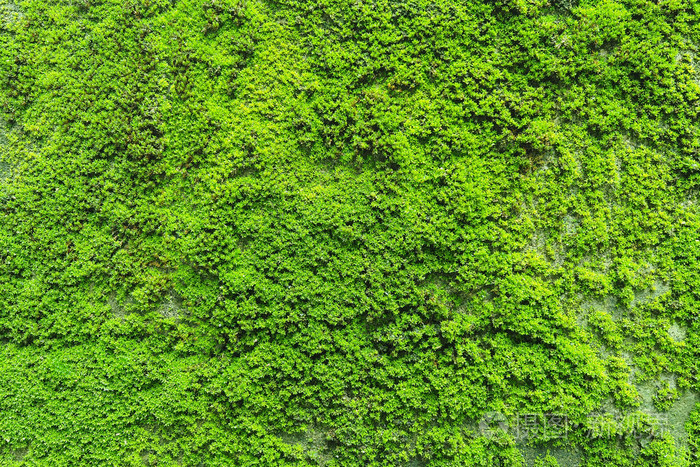 自然的绿色青苔纹理美丽的背景和副本空间墙上