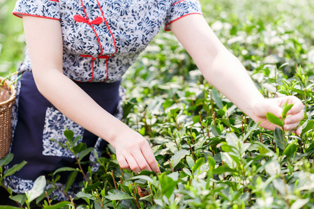 美丽的亚洲女孩摘茶