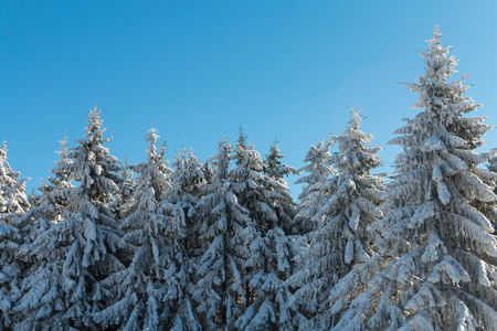 白雪覆盖的松树林中