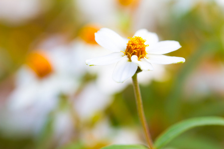 白花的领域