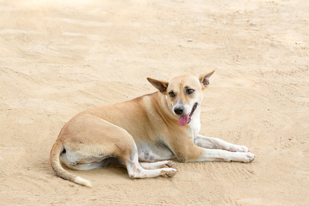仿生四条腿图片