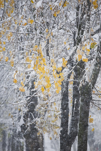 轮廓 季节 美女 国家 十二月 场景 降雪 童话 分支 环境