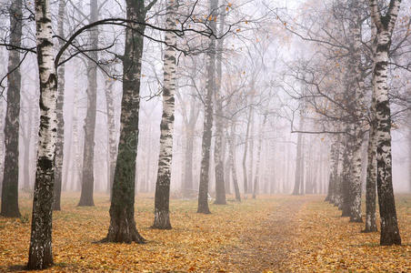 秋天公园在薄雾天气
