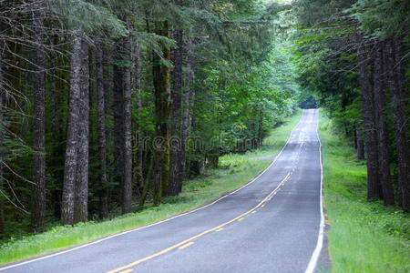 森林公路