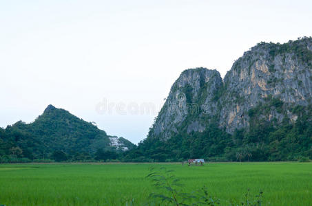 稻田和高山