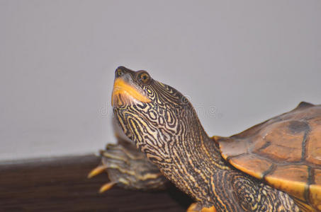 动物乌龟地板抬头乌龟照片