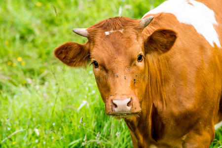 青草地上的红牛
