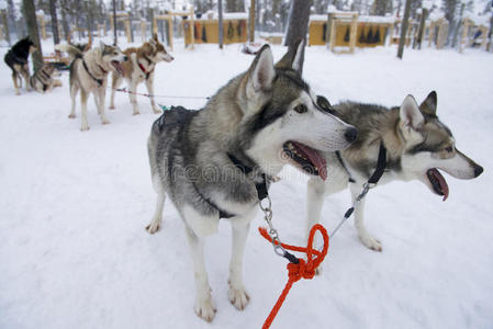 芬兰 寒冷的 哈士奇 毛皮 雪橇 自然 犬科动物 动物 冬天