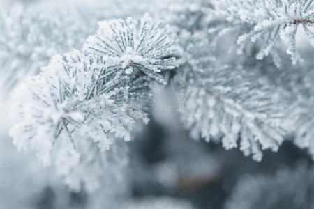 俄罗斯的冬天冬天的雾凇和雪盖在山上的冷杉树.